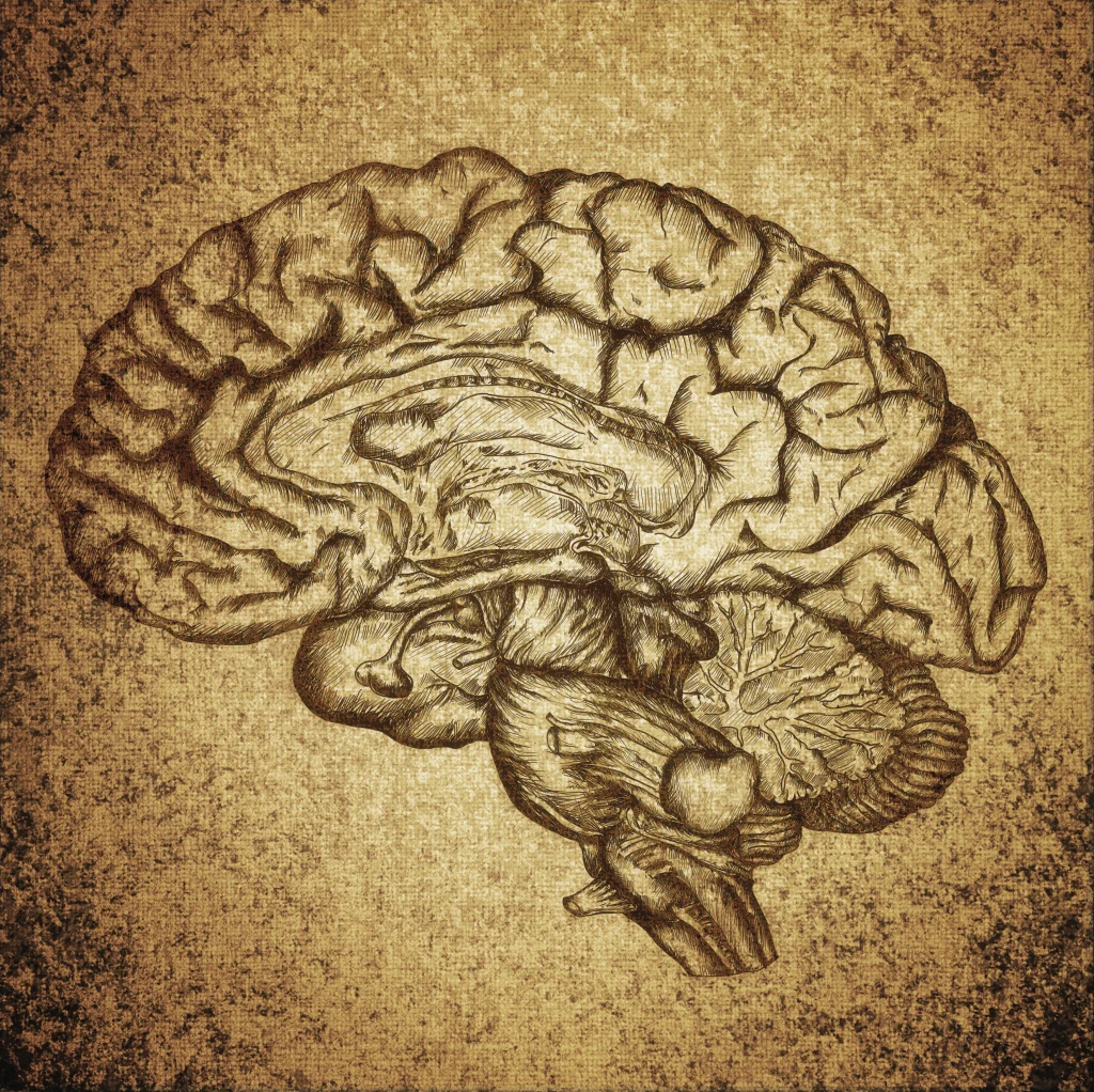 scientific drawing of a cross section of a brain